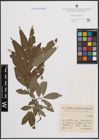 Foto von Salix cinerea L. x Salix viminalis L.